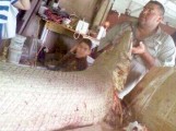 alligator gar pic2 alligator gar pic2