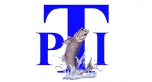 Tarpons Tarpons
